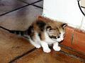 caramel 06-04 006